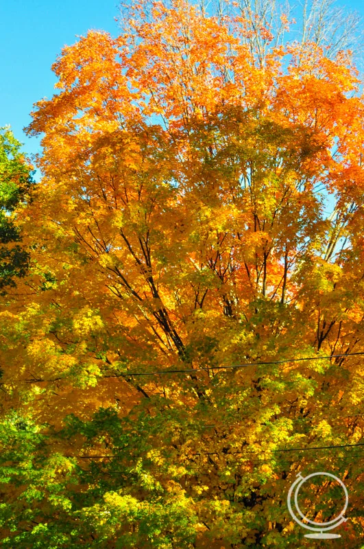 Orange tree in the fall