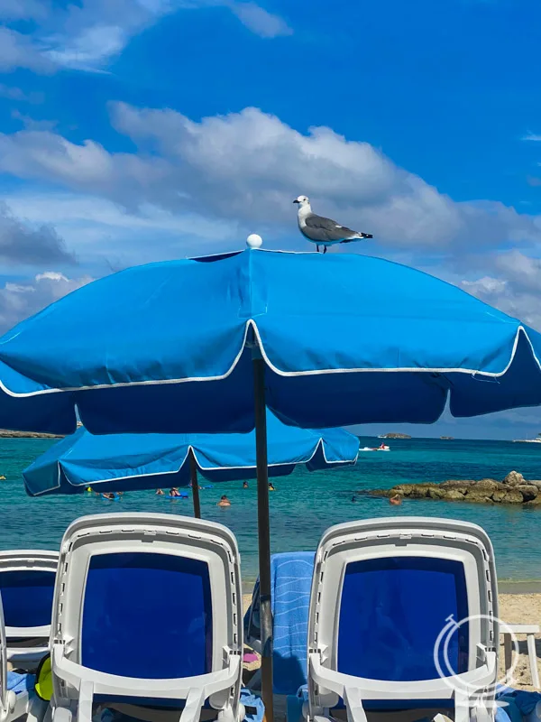 Two beach chairs with umbrella and a seagull on the umbrella