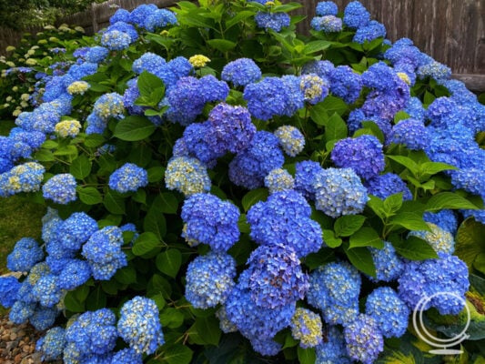 Bright blue hydrangeas