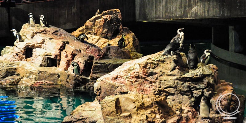 Penguins at the New England Aquarium