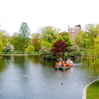 The Boston Public Garden with green trees and swan boats in the water