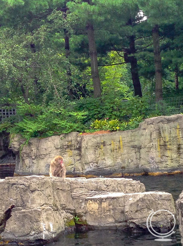 Monkey on a rock at the Central Park Zoo