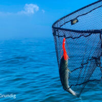 fish in net over water