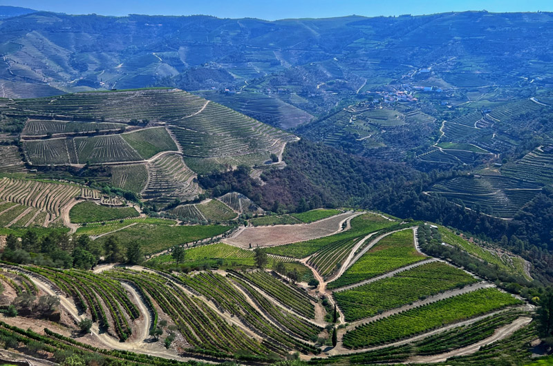 Green hills and mountains with grape vines and olive trees