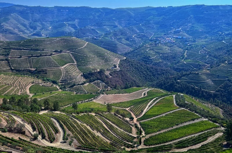 Green hills and mountains with grape vines and olive trees