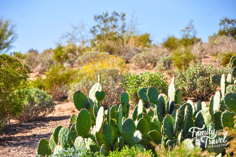 Cacti in desert of Arizona
