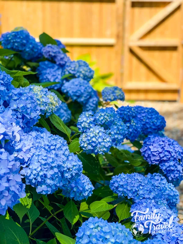 Blue hydrangeas