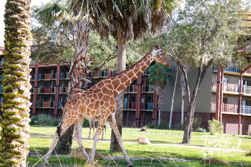 Close up of giraffe in front of Animal Kingdom Lodge