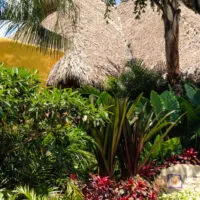 Lush plants and trees at entrance of Discovery Cove with thatched roofs in the background