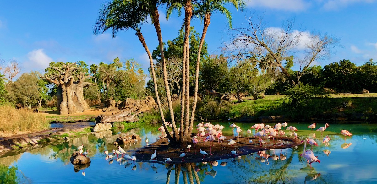 Flamingos in the water during Kilimanjaro Safaris, one of the best Animal Kingdom rides at Disney World.. 