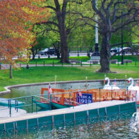 Swan boat located in water in Boston Public Garden