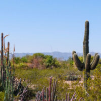 Cacti and other desert plants