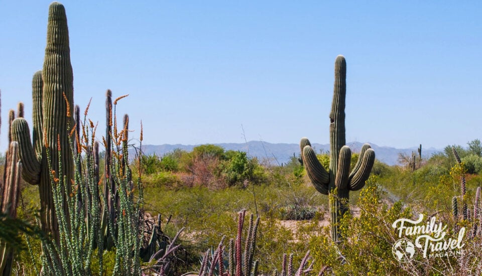14 Fantastic Things to Do in Phoenix With Kids - Family Travel Magazine