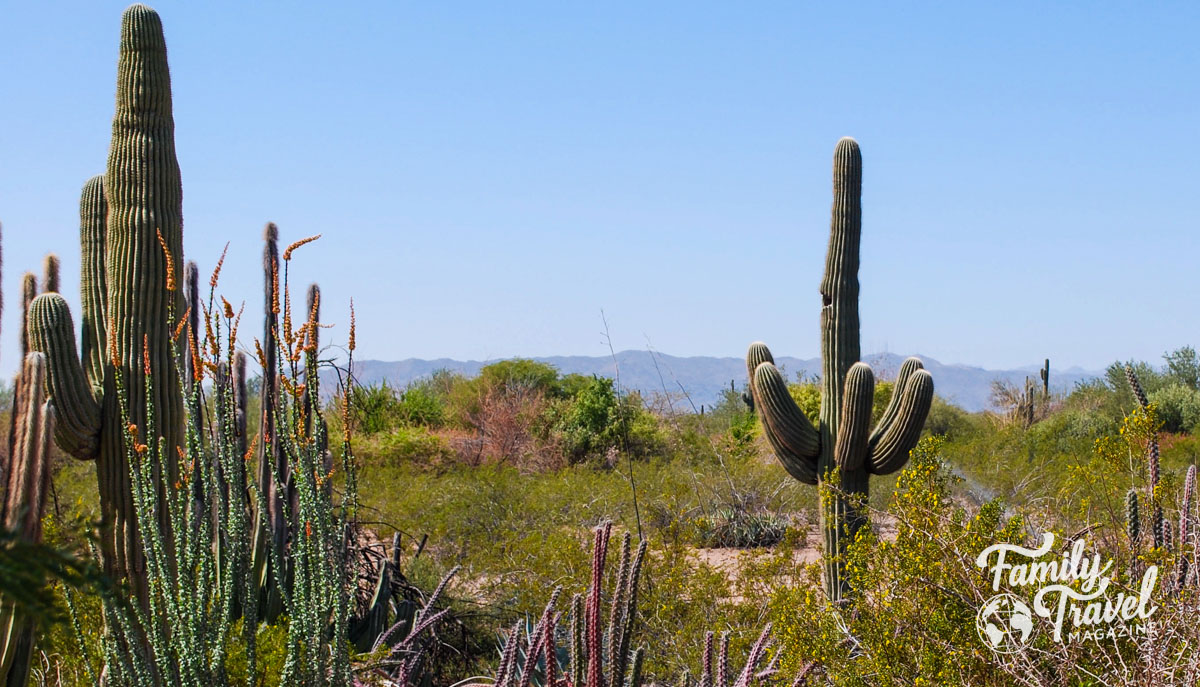 Cacti and other desert plants 