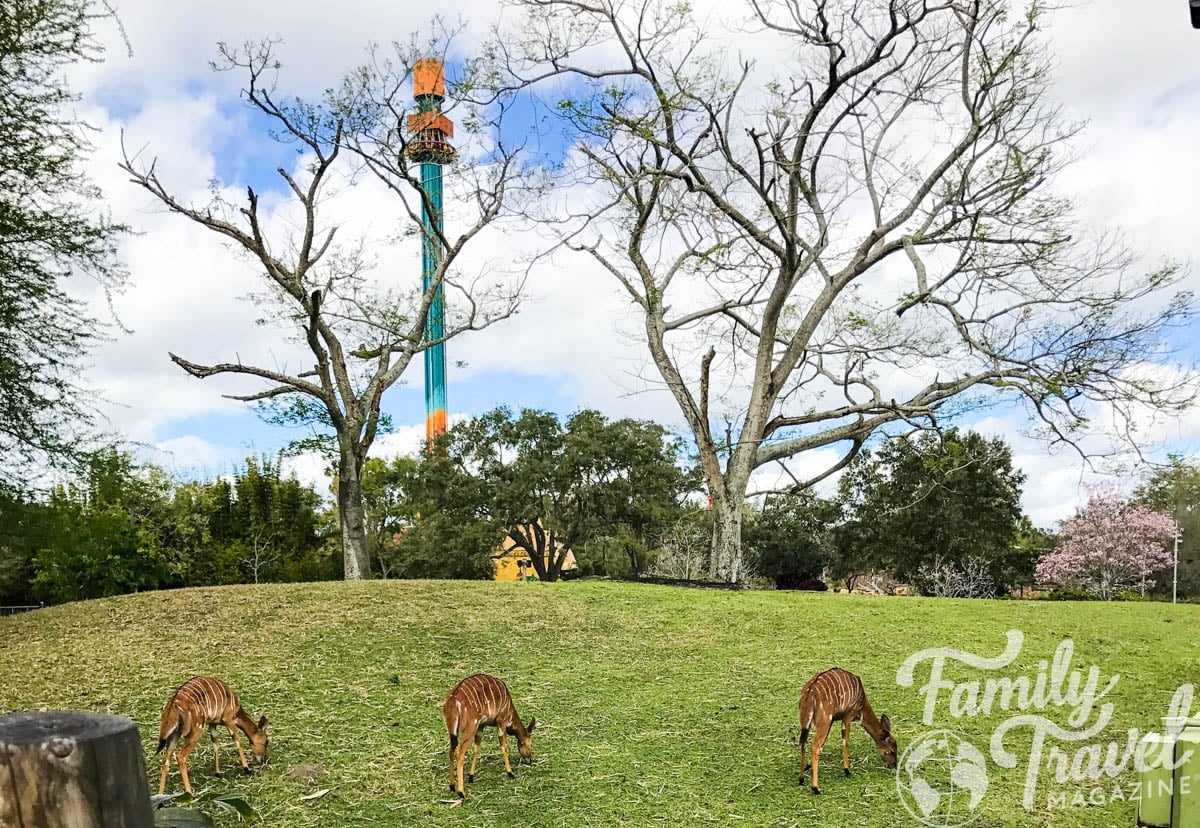 Three small brown animals grazing on a grass field with a tall ride in the background. 