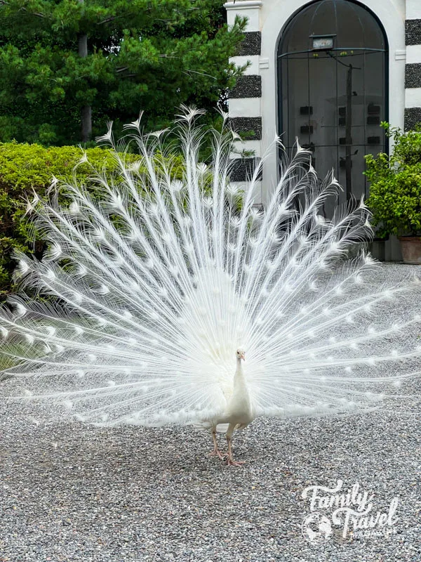 White peacock fanning its tail feathers