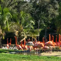 Flamingos at Busch Gardens among palm trees.