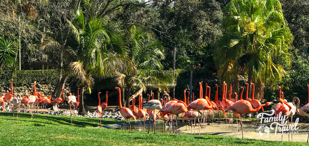 Flamingos at Busch Gardens among palm trees. 