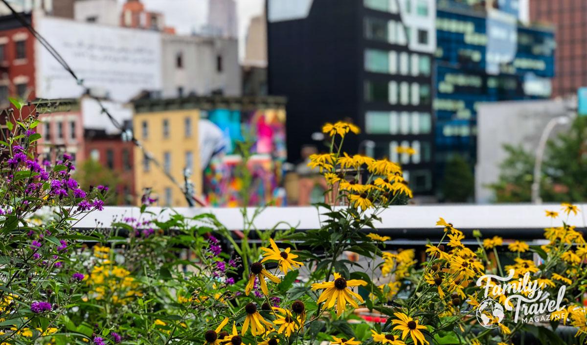 Yellow flowers on High Line in front of buildings in the city