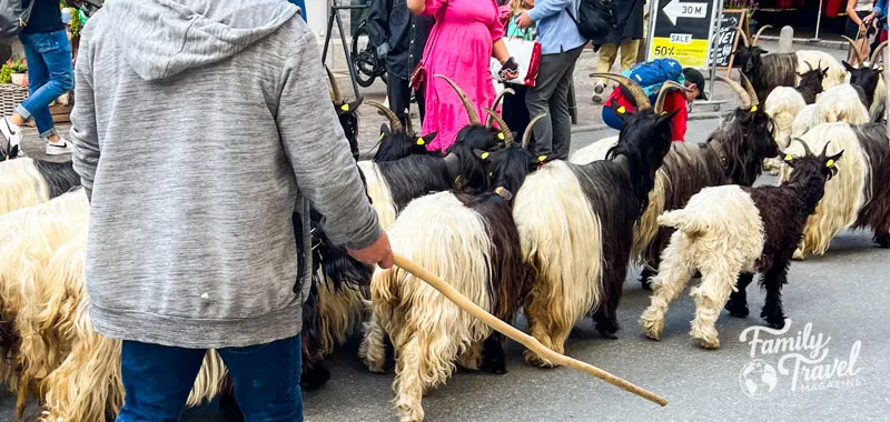 Goats on the street