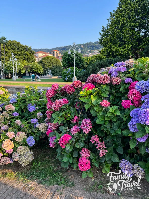 Pink and purple hydrangeas in front o garden in Stresa 