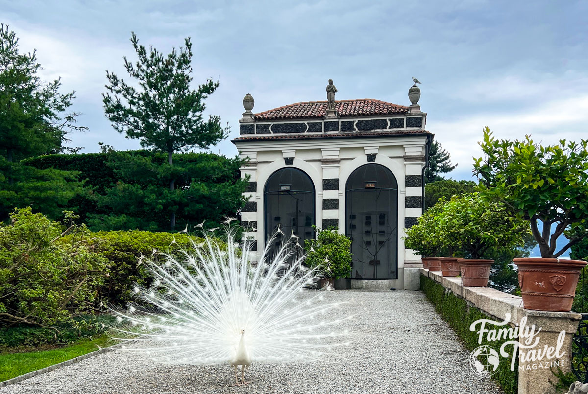 White peacock in Italian garden 