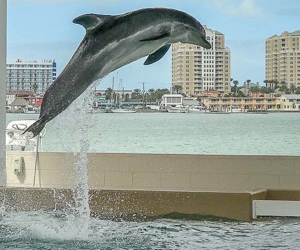 Dolphin jumping in the air