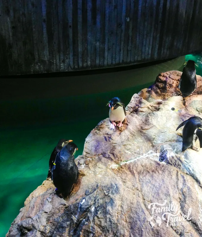 Penguins on rock at New England Aquarium 