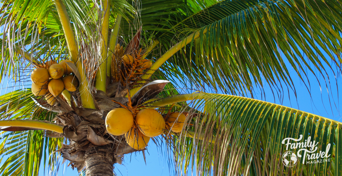Top of coconut tree
