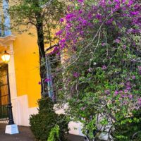 Yellow building with purple flowering plant
