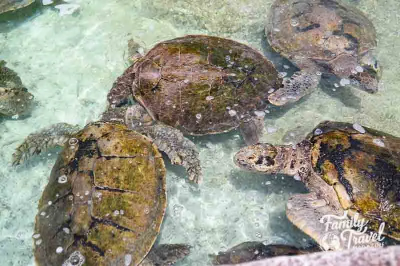 Sea turtles in the water