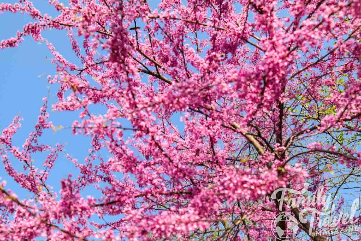 Pink flowers in the sky