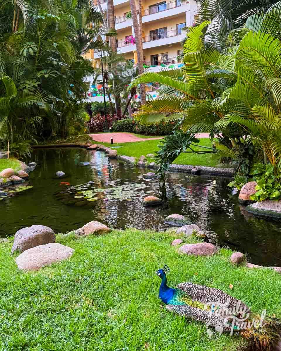 Peacock resting beside a lush pond surrounded by tropical plants and rocks in the gardens at Velas Vallarta resort.