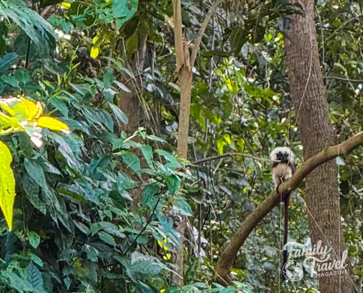 A cotton-top tamarin perches on a tree branch amidst dense green foliage.