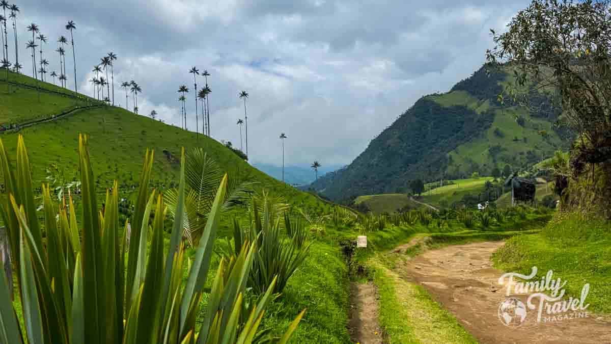 Winding path through Colombias Cocora Valley with towering wax palms on lush green hills.