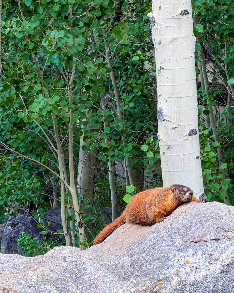 A yellow-bellied marmot rests on a rock amidst aspen trees in the Rocky Mountains.